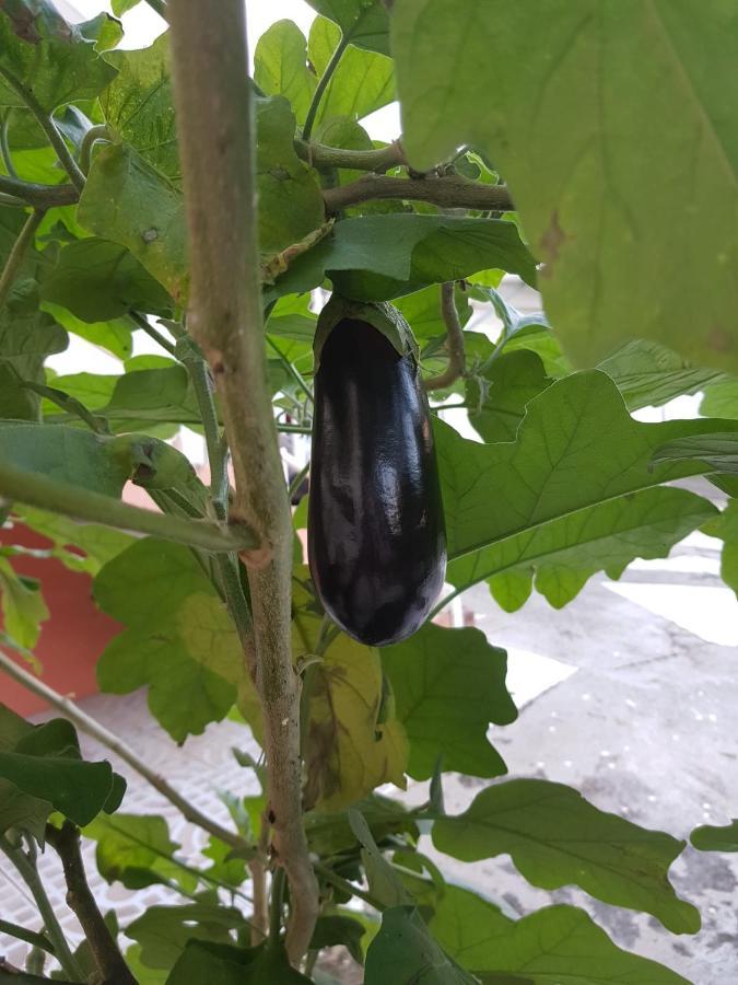 La Maison Aux Orchidees 珀蒂堡 外观 照片