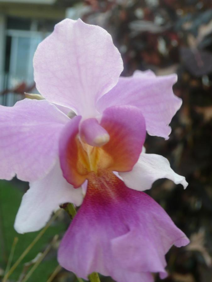 La Maison Aux Orchidees 珀蒂堡 外观 照片